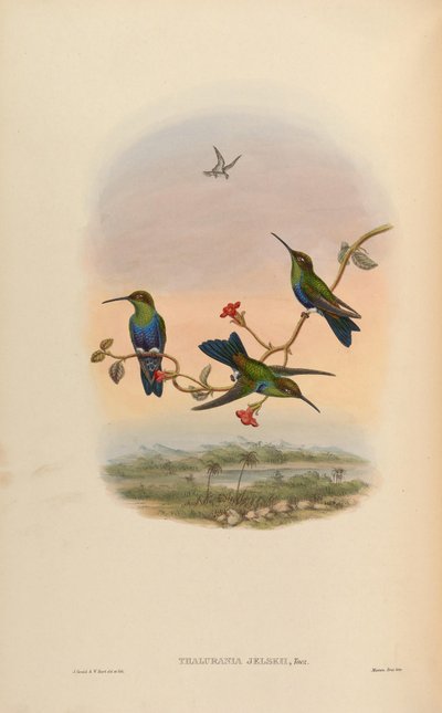 Thalurania jelskii = Thalurania furcata jelskii by John Gould